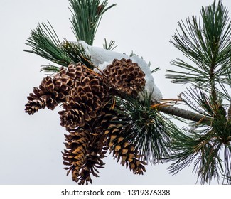 Western White Pine Cones In White Snow