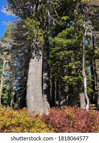 A Western White Pine Tree Surrounded By Fall Foliage.