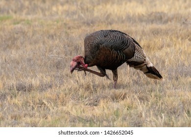 Western Wild Turkey Walking In A New Mexico Grassland Prairie 