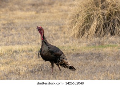 Western Wild Turkey Walking In A New Mexico Grassland Prairie 