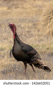 Western Wild Turkey Walking In A New Mexico Grassland Prairie 