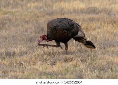 Western Wild Turkey Walking In A New Mexico Grassland Prairie 