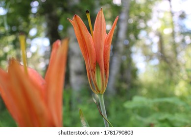 Western Wood Lilly, ( Lilium Philadelphicum ) Center Focus