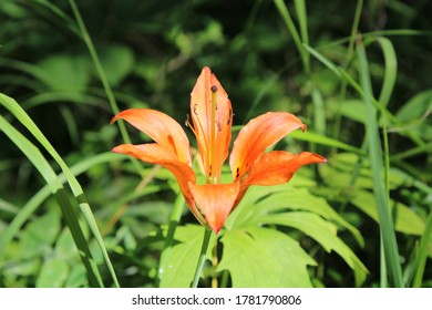 Western Wood Lilly, ( Lilium Philadelphicum ) Center Frame