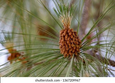 2,105 Western Yellow Pine Images, Stock Photos & Vectors | Shutterstock