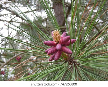 Western Yellow Pine. Pinus Ponderosa.