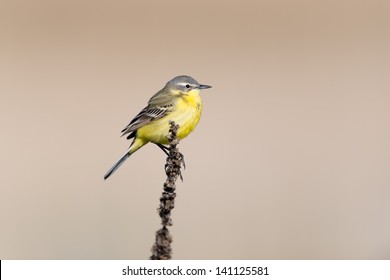 Western Yellow Wagtail