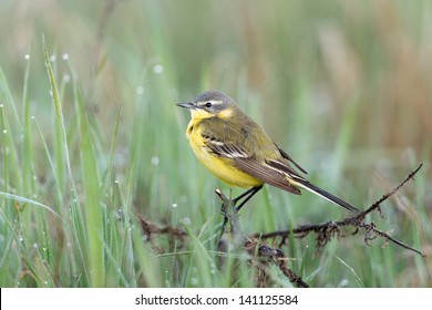 Western Yellow Wagtail