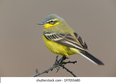 Western Yellow Wagtail