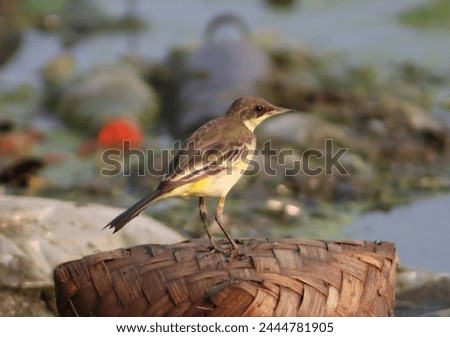 Western Yellow Wagtail Bird Standing On The Wood 