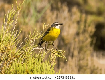 western yellow wagtail at the lake - Shutterstock ID 2293483831