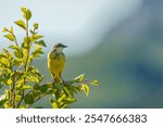 Western yellow wagtail, Motacilla flava sitting in a birch tree, Stora sjöfallet national park, Swedish Lapland, Sweden