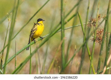 Western Yellow Wagtail - Motacilla flava, beautiful yellow perching bird from European meadows, lake Ziway, Ethiopia. - Shutterstock ID 1961586220