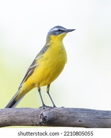 Western Yellow Wagtail, Motacilla Flava. The Male Bird Sits On A Thick, Dry Branch