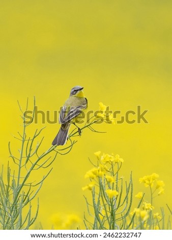 Similar – Foto Bild Blaukehlchen Ornithologie