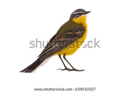Western yellow wagtail (Motacilla flava)isolated on a white background  in studio shot 