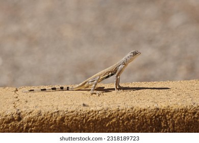 Western Zebra-tailed Lizard (Callisaurus draconoides rhodostictus) in Arizona