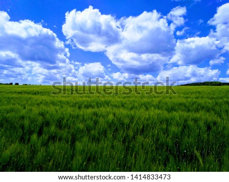 Similar – Image, Stock Photo growing maize field