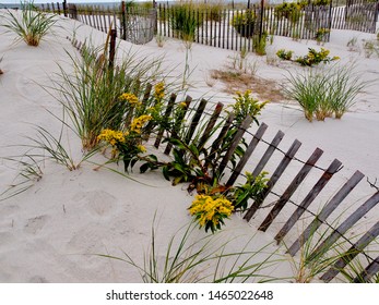 Westhampton Beach Sand Dune Floral Weeds        