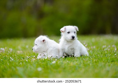 Westi Puppy - Dog West Highland Whithe
