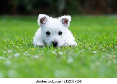 Westie baby dog puppy on grass in garden with copyspace - pedigree west highland white terrier
