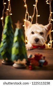 Westie Dog Celebrate Christmas On Dark Background