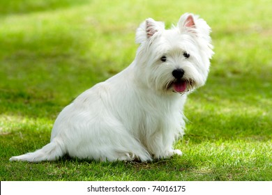Westie dog on the green grass