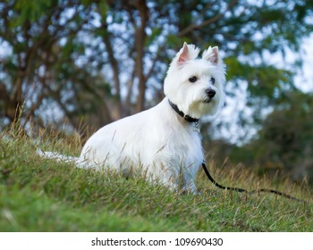 Westie Dog In Relax Time