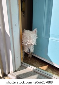 A Westie Dog Trying To Sneak Outside Through A Door Crack.