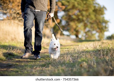 Westie Dog Walking