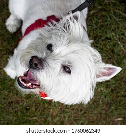 Westie Looking Up At Owner