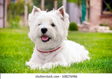 Westie Lying On Green Grass