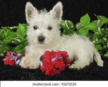 Westie puppy laying with his doy toy on a black background.