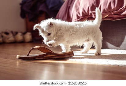 Westie puppy playing with a shoe - west highland terrier and sandal in a bedroom