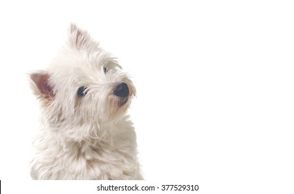 A westie puppy is tilting it's head. Image of a west highland terrier taken in a studio. The dog is composed left. A lot of room for text embedding.