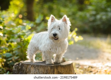 Westie Standing On The Oak Stump In Full Growth