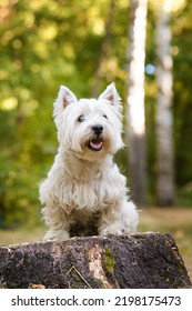 Westie Standing On The Old Oak Stump