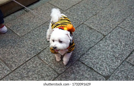 Westie Terrier Dog Walking With Owner Outside.