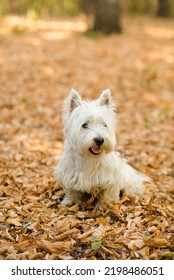 Westie Walking In Autumn Forest Among Leaf