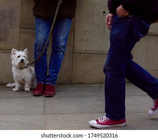 Westie West Highland Terrier Dog With Owner In Jeans On Street