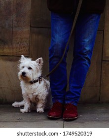 Westie West Highland Terrier Dog With Owner In Jeans On Street