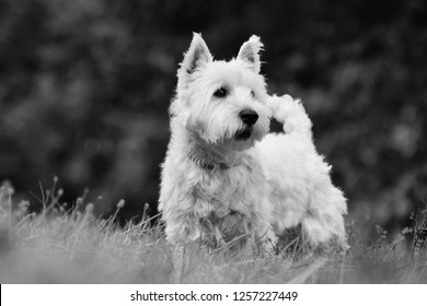 can westies be black