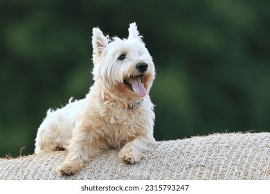 Westie. West Highland White terrier lying on a bale of hay. Portrait of a white dog. - Shutterstock ID 2315793247
