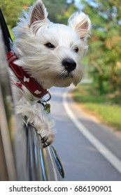 A Westie West Highland White Terrier Dog Hanging His Head Out Of A Car With Strong Wind Blowing Into His Face While Looking Ahead