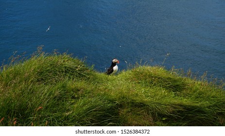 Westman Islands, Iceland - iconic bird of Iceland, the puffin, sits on cliff at the Westman Islands, vith view over the ocean