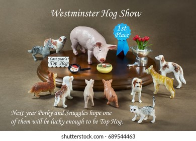 Westminster Hog Show.  Satire With A Hog Show Winner Being Admired By Dogs And Two Piglets, Who Hope To Be Next Year's Winner. 