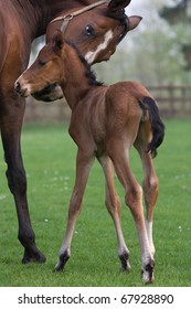 Westphalian Horse With Foal