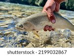 Westslope cutthroat caught flyfishing on the bull river being released