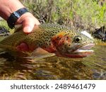 Westslope cutthroat trout caught and released on the Salmon River near Clayton, Idaho