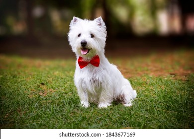 westy dog ​​sitting in the green grass of a park with his bowtie - Shutterstock ID 1843677169